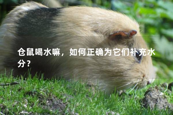 仓鼠喝水嘛，如何正确为它们补充水分？