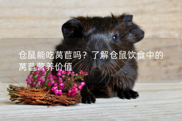 仓鼠能吃莴苣吗？了解仓鼠饮食中的莴苣营养价值