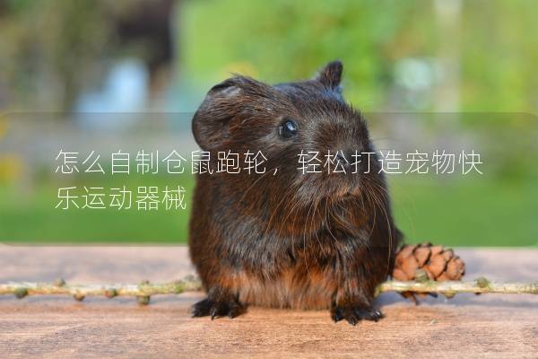 怎么自制仓鼠跑轮，轻松打造宠物快乐运动器械