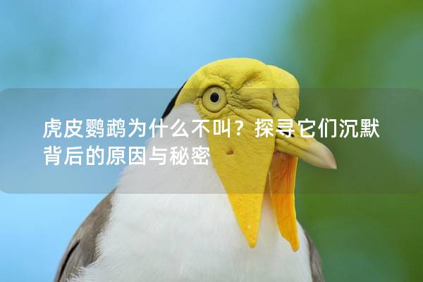 虎皮鹦鹉为什么不叫？探寻它们沉默背后的原因与秘密