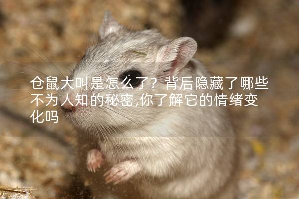 仓鼠大叫是怎么了？背后隐藏了哪些不为人知的秘密,你了解它的情绪变化吗