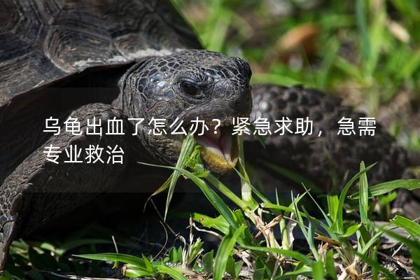 乌龟出血了怎么办？紧急求助，急需专业救治