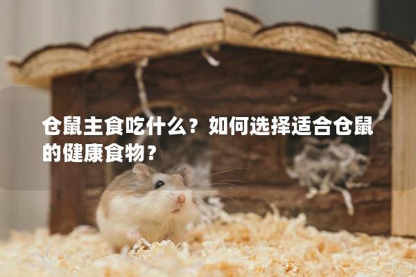 仓鼠主食吃什么？如何选择适合仓鼠的健康食物？