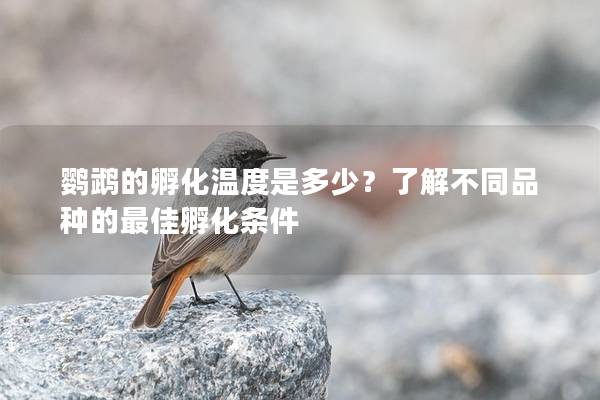 鹦鹉的孵化温度是多少？了解不同品种的最佳孵化条件