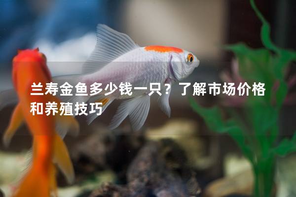 兰寿金鱼多少钱一只？了解市场价格和养殖技巧