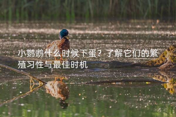 小鹦鹉什么时候下蛋？了解它们的繁殖习性与最佳时机