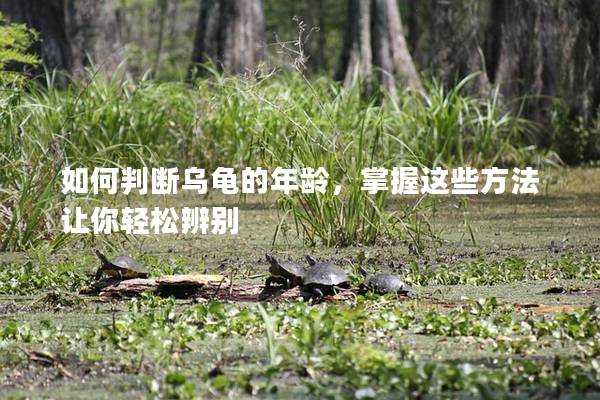 如何判断乌龟的年龄，掌握这些方法让你轻松辨别