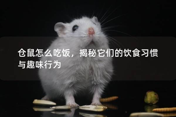 仓鼠怎么吃饭，揭秘它们的饮食习惯与趣味行为