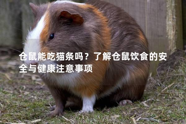 仓鼠能吃猫条吗？了解仓鼠饮食的安全与健康注意事项