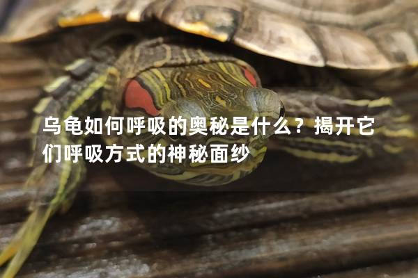 乌龟如何呼吸的奥秘是什么？揭开它们呼吸方式的神秘面纱