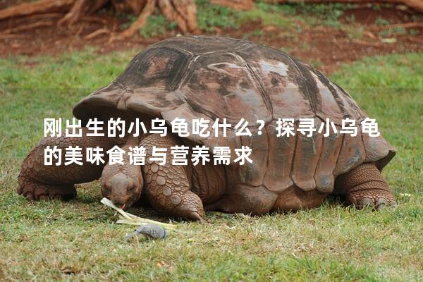 刚出生的小乌龟吃什么？探寻小乌龟的美味食谱与营养需求