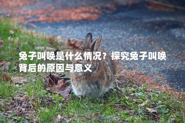 兔子叫唤是什么情况？探究兔子叫唤背后的原因与意义