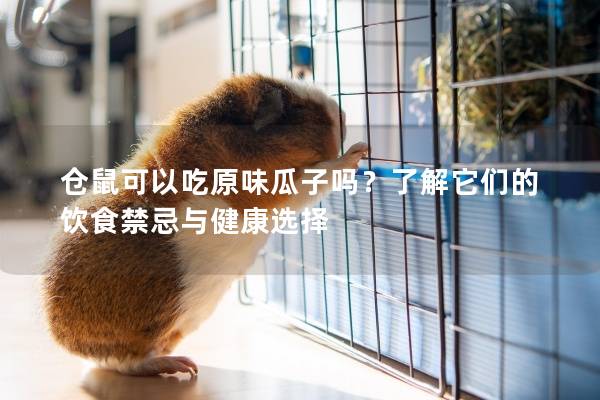 仓鼠可以吃原味瓜子吗？了解它们的饮食禁忌与健康选择