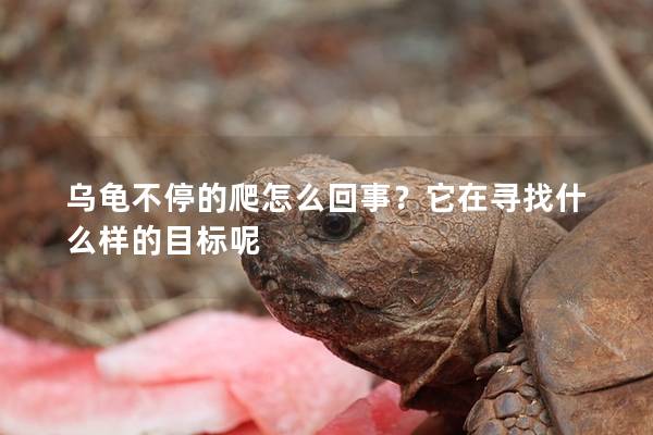 乌龟不停的爬怎么回事？它在寻找什么样的目标呢