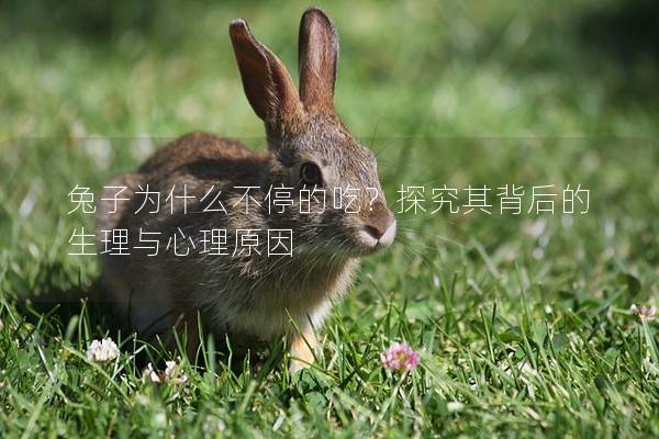 兔子为什么不停的吃？探究其背后的生理与心理原因