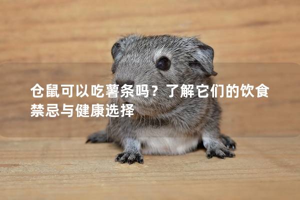 仓鼠可以吃薯条吗？了解它们的饮食禁忌与健康选择