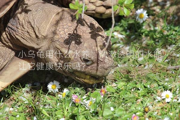 小乌龟用什么水养，清澈透明的水能让它健康快乐吗？