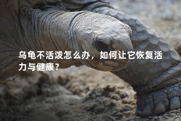 乌龟不活泼怎么办，如何让它恢复活力与健康？