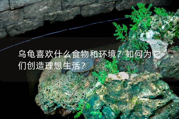 乌龟喜欢什么食物和环境？如何为它们创造理想生活？