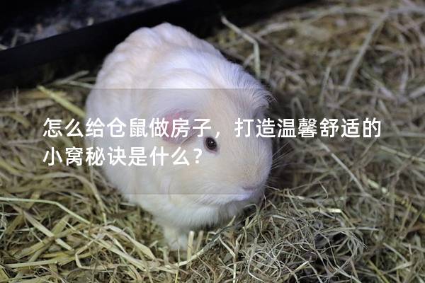 怎么给仓鼠做房子，打造温馨舒适的小窝秘诀是什么？