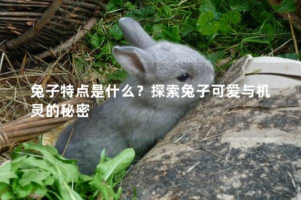 兔子特点是什么？探索兔子可爱与机灵的秘密