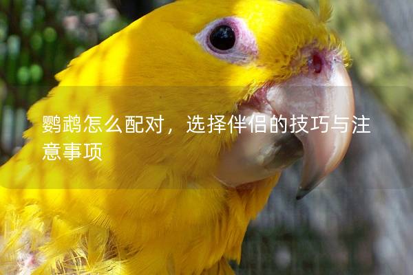 鹦鹉怎么配对，选择伴侣的技巧与注意事项