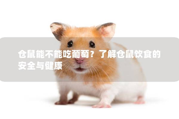 仓鼠能不能吃葡萄？了解仓鼠饮食的安全与健康