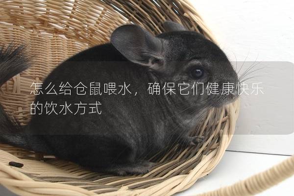 怎么给仓鼠喂水，确保它们健康快乐的饮水方式