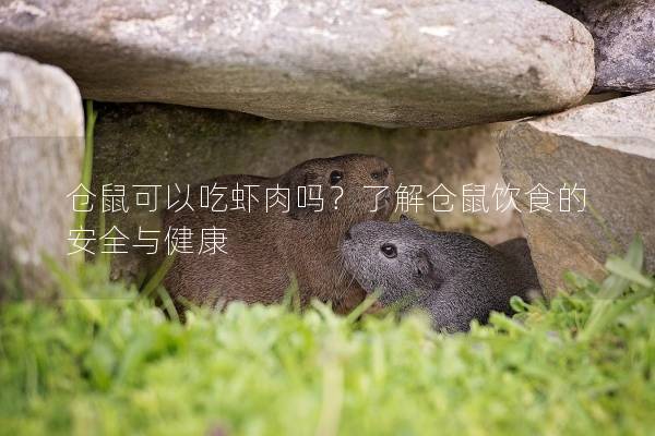 仓鼠可以吃虾肉吗？了解仓鼠饮食的安全与健康