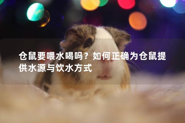 仓鼠要喂水喝吗？如何正确为仓鼠提供水源与饮水方式