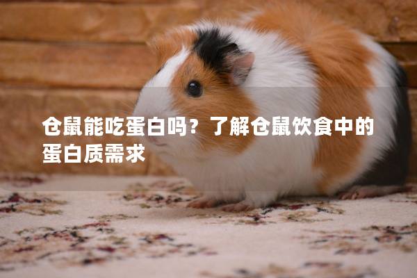 仓鼠能吃蛋白吗？了解仓鼠饮食中的蛋白质需求