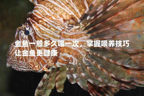 金鱼一般多久喂一次，掌握喂养技巧让金鱼更健康