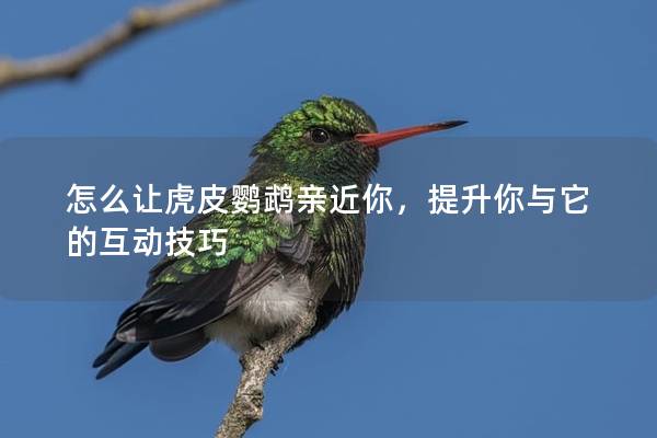 怎么让虎皮鹦鹉亲近你，提升你与它的互动技巧