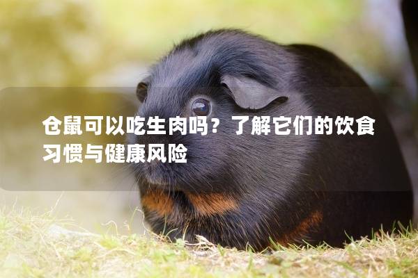 仓鼠可以吃生肉吗？了解它们的饮食习惯与健康风险