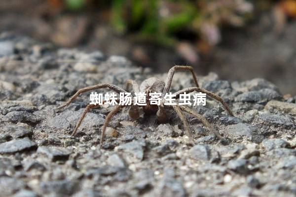 蜘蛛肠道寄生虫病
