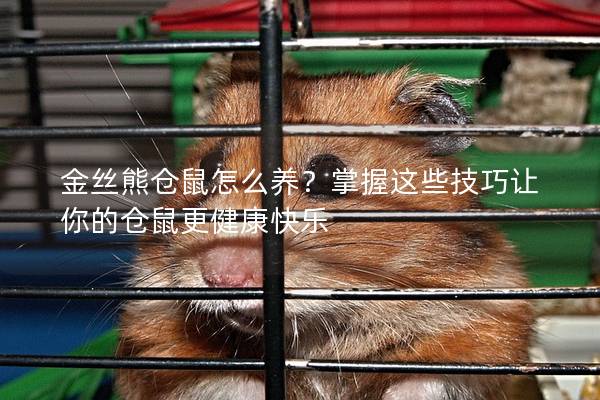 金丝熊仓鼠怎么养？掌握这些技巧让你的仓鼠更健康快乐