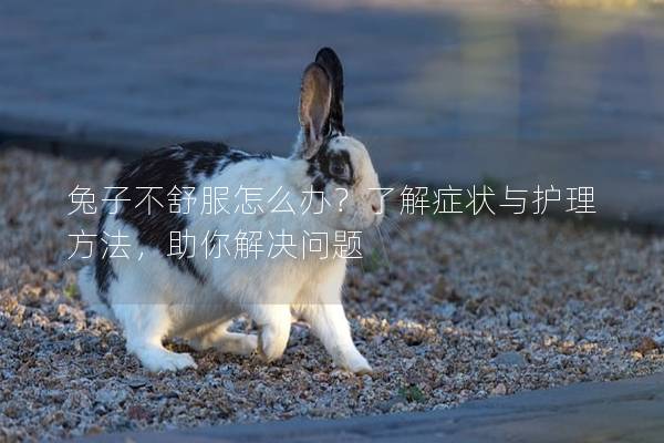 兔子不舒服怎么办？了解症状与护理方法，助你解决问题