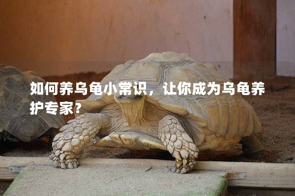 如何养乌龟小常识，让你成为乌龟养护专家？