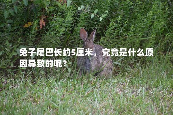 兔子尾巴长约5厘米，究竟是什么原因导致的呢？