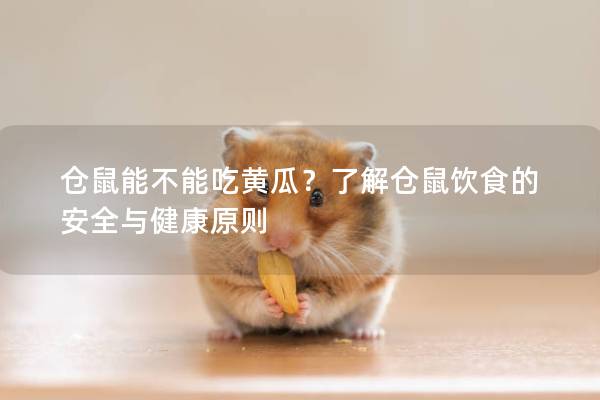 仓鼠能不能吃黄瓜？了解仓鼠饮食的安全与健康原则