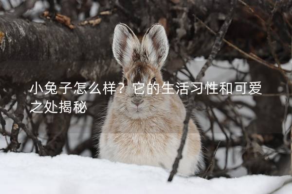 小兔子怎么样？它的生活习性和可爱之处揭秘