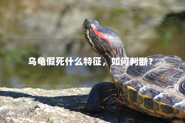 乌龟假死什么特征，如何判断？