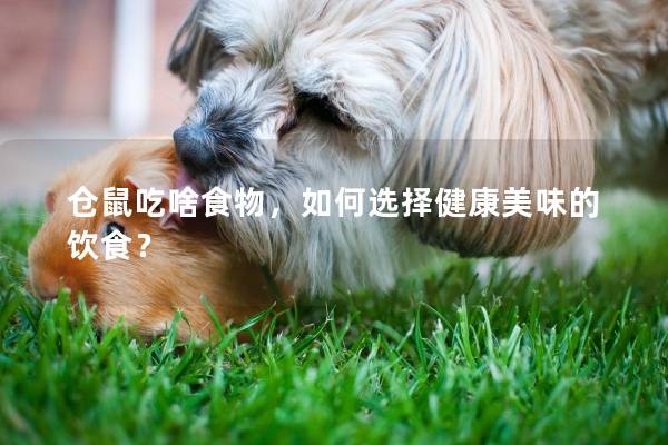 仓鼠吃啥食物，如何选择健康美味的饮食？