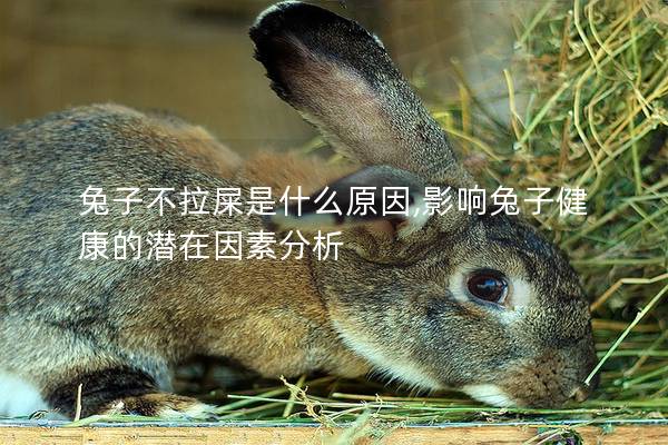 兔子不拉屎是什么原因,影响兔子健康的潜在因素分析