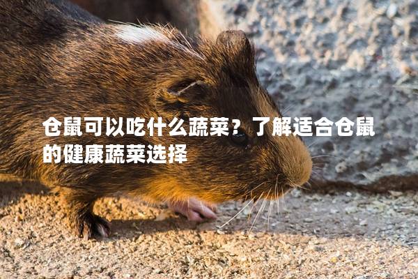 仓鼠可以吃什么蔬菜？了解适合仓鼠的健康蔬菜选择