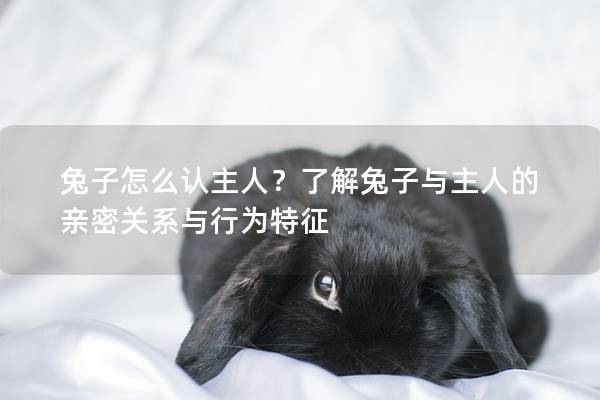 兔子怎么认主人？了解兔子与主人的亲密关系与行为特征