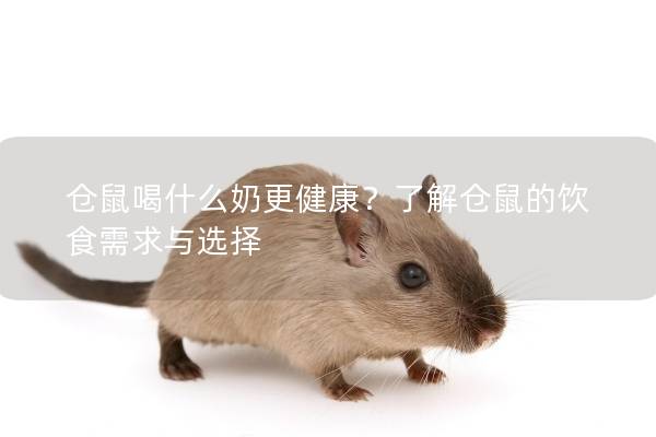 仓鼠喝什么奶更健康？了解仓鼠的饮食需求与选择
