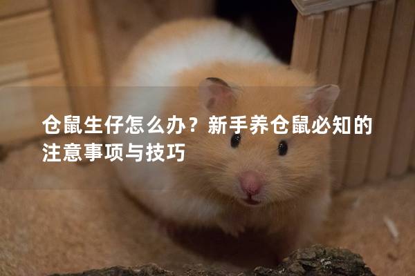 仓鼠生仔怎么办？新手养仓鼠必知的注意事项与技巧
