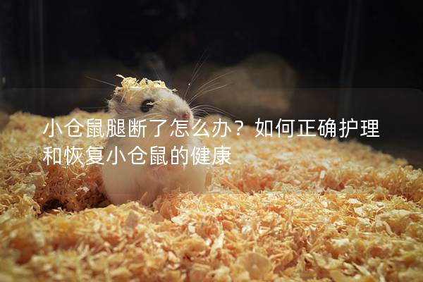 小仓鼠腿断了怎么办？如何正确护理和恢复小仓鼠的健康
