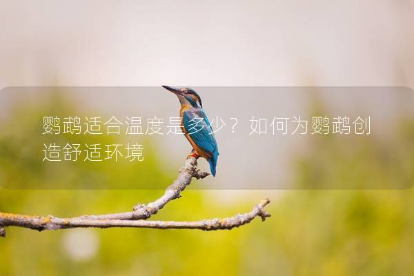 鹦鹉适合温度是多少？如何为鹦鹉创造舒适环境